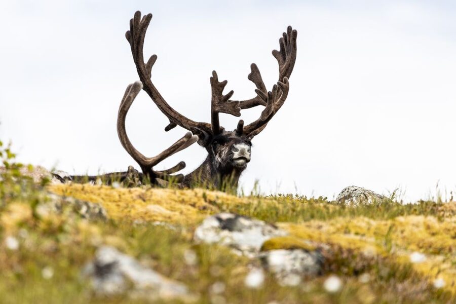 Tromsø: Arctic Fjords Tour to Kvaløya with Panoramic Lunch - Price: Is $194 Worth It for a 5-Hour Kvaløya Day?