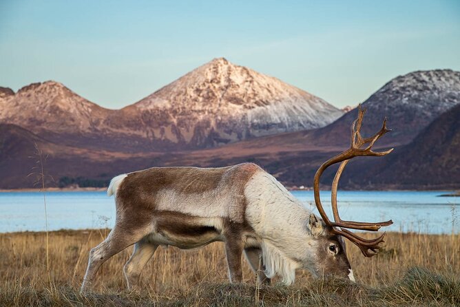Tromsø: Arctic Landscapes Hiking / Snowshoeing Tour in the wild - Who this is best for in Tromsø winter