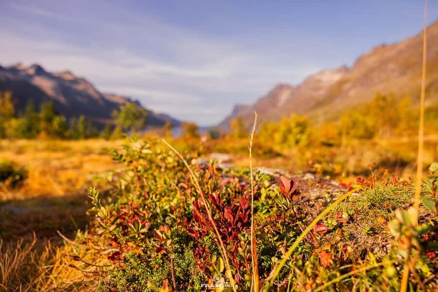 Tromsø: Authentic Lyngen Alps expedition with scenic lunch - Why the Lyngen Alps look special from Tromsø