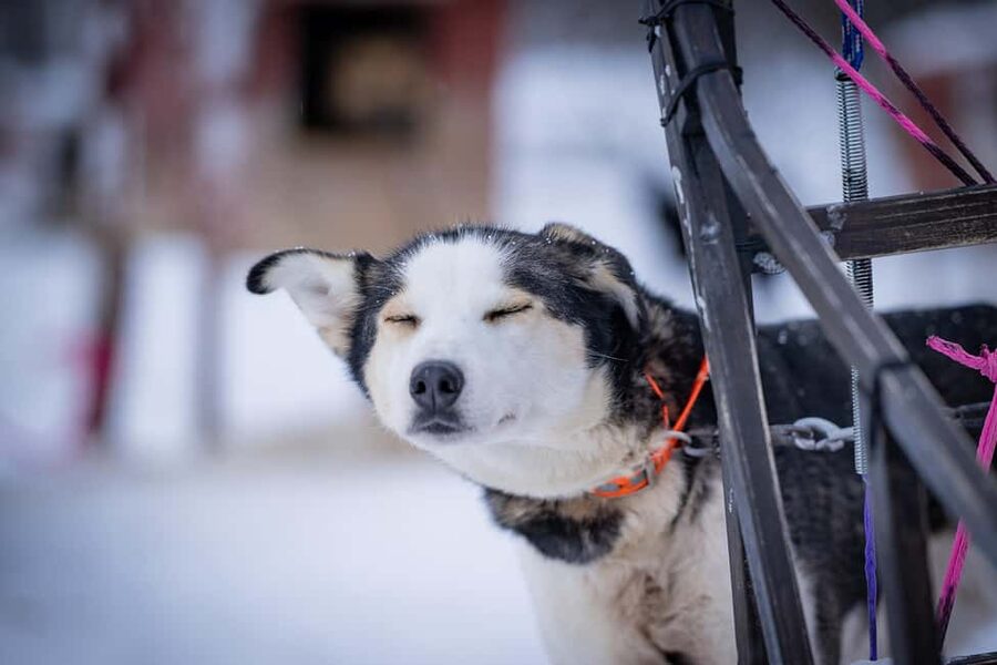 Tromsø: Dog Sledding Adventure at Camp Aspemo - Meet Your Dog Team, Then Ride in Pairs With Real Coaching