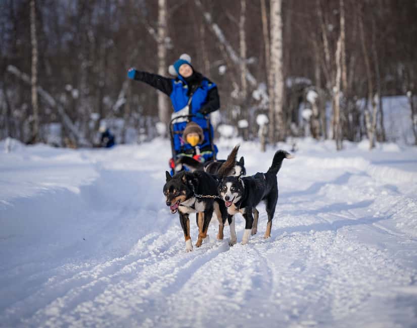 Tromsø: Dog Sledding Adventure at Camp Aspemo - Who This Is For, and Who Should Skip It
