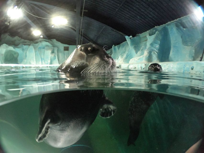Tromsø: Entrance Ticket to Polaria - Bearded seals, harbor seals, and the daily training schedule