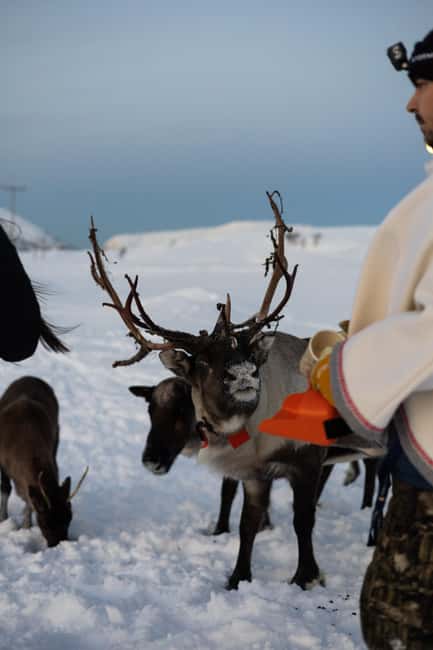 Tromsø: Exclusive Sámi Reindeer Experience with herders - Key things I’d watch for before you book