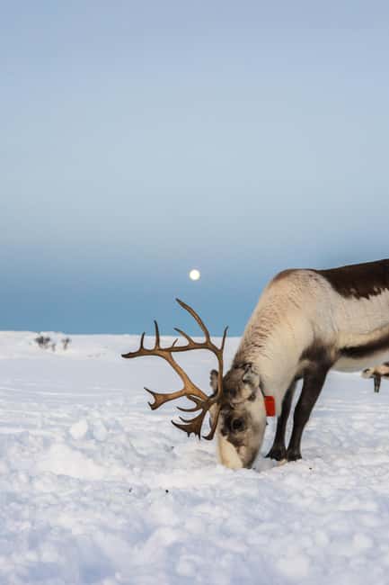 Tromsø: Exclusive Sámi Reindeer Experience with herders - Why This Sámi Reindeer Experience Feels Real Near Tromsø