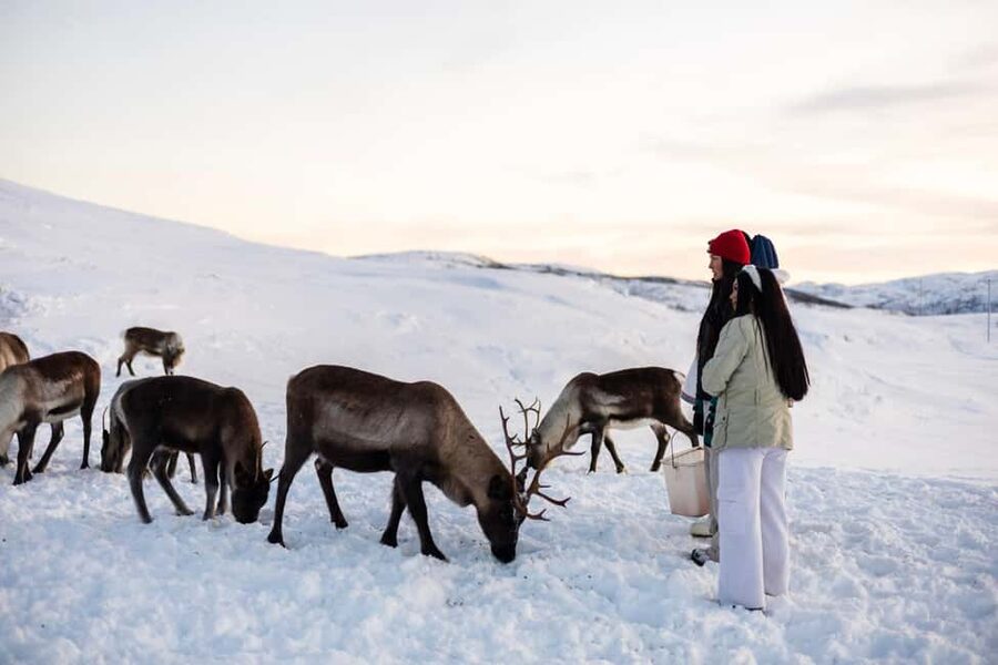 Tromsø: Exclusive Sámi Reindeer Experience with herders - Meeting Your Herders, Settling Into the Lavvo