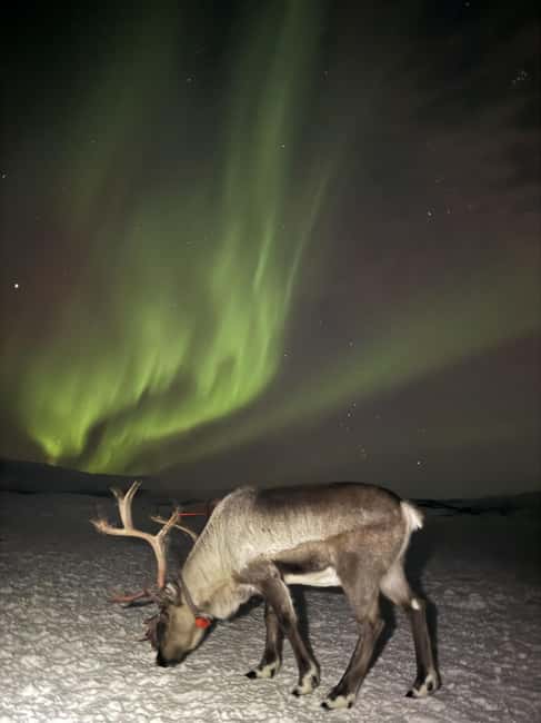 Tromsø: Exclusive Sámi Reindeer Experience with herders - Feeding Reindeer on Winter Grazing Grounds