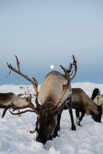 Tromsø: Exclusive Sámi Reindeer Experience with herders - What You Learn About Sámi Life, Land, and Daily Herding Work