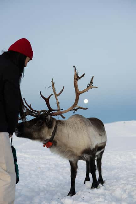 Tromsø: Exclusive Sámi Reindeer Experience with herders - Observing Reindeer Behavior Like an Insider