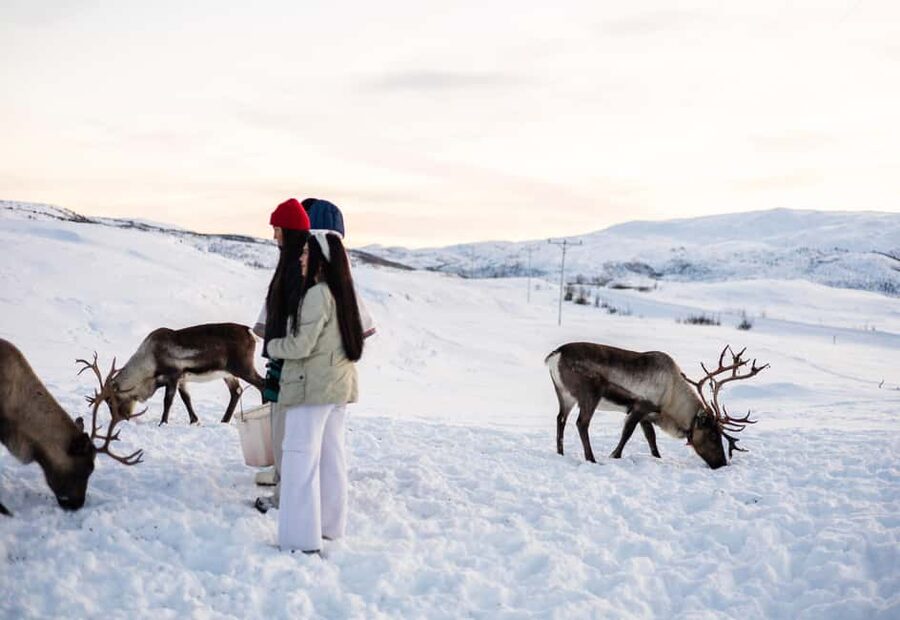 Tromsø: Exclusive Sámi Reindeer Experience with herders - Light Food, Coffee, and the Pace That Helps You Enjoy It