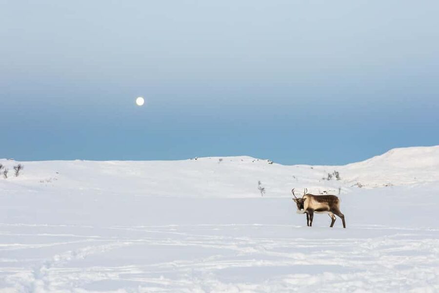 Tromsø: Exclusive Sámi Reindeer Experience with herders - Price Check: Is $178 Worth It for 150 Minutes?