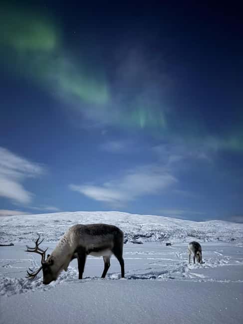 Tromsø: Exclusive Sámi Reindeer Experience with herders - Getting to the Winter Site and What to Wear in the Arctic
