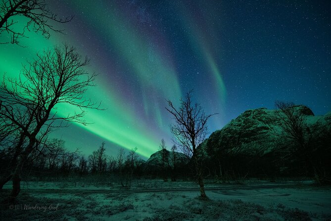 Tromsø: Express Aurora Hunt with Wandering Owl - The Tromsø viewing stop: what the evening feels like