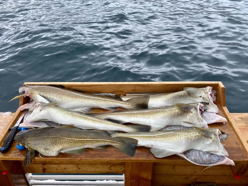 Tromsø: Fishing & Fjord Cruise - How The 270 Minutes Typically Flow, Sailing Out Then Fishing Stops