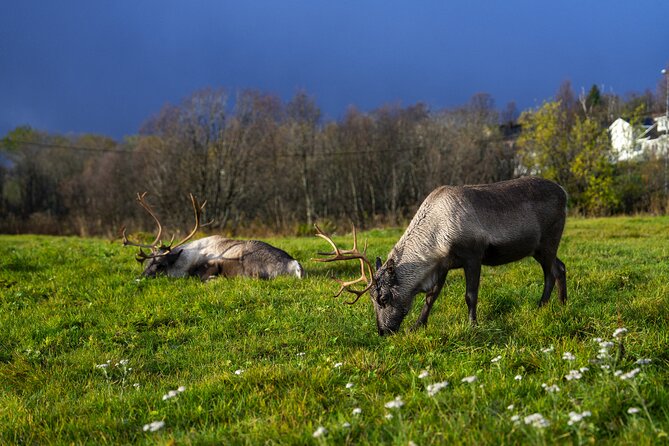 Tromsø: Fjord Adventure Tour with Wildlife and Lunch - Group size, comfort, and the guide’s role