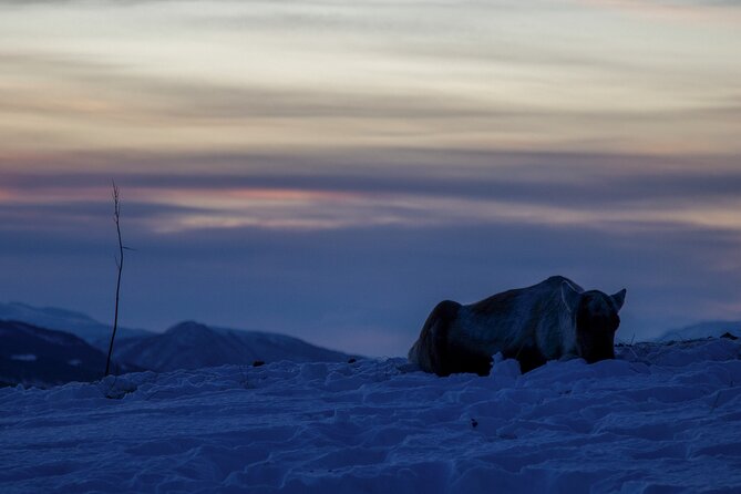 Tromsø: Fjord Adventure Tour with Wildlife and Lunch - What to wear and what to expect from the physical side