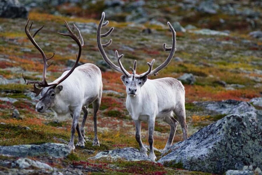Tromso: Fjord Arctic Adventure Expedition - Four hours in Troms County with multiple fjord photo stops