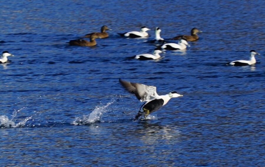 Tromsø: Fjord Cruise by Luxury Yacht - Fishing and Captain Time: How Hands-On This Cruise Really Is