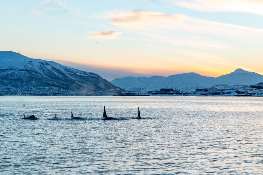 Tromsø: Fjord History Cruise with Snack and Drinks - Why the 1917 Hermes II makes the Tromsø fjord story click