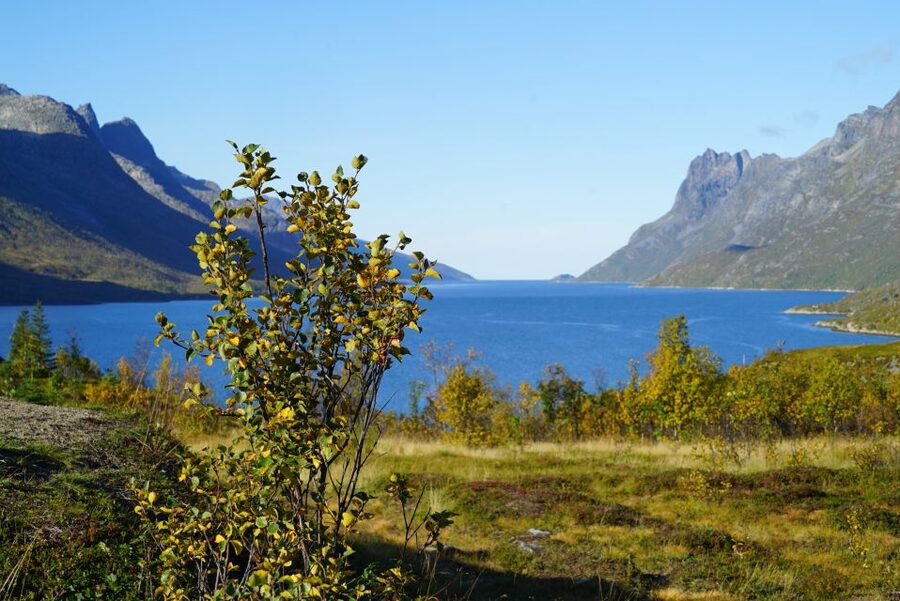 Tromsø: Fjord Sightseeing in a Tesla X Luxury Electric Car - Kvaløya island: the coastal look that sets the tone