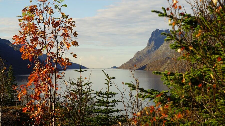 Tromsø: Fjord Sightseeing in a Tesla X Luxury Electric Car - Who this tour is best for (and who should skip it)