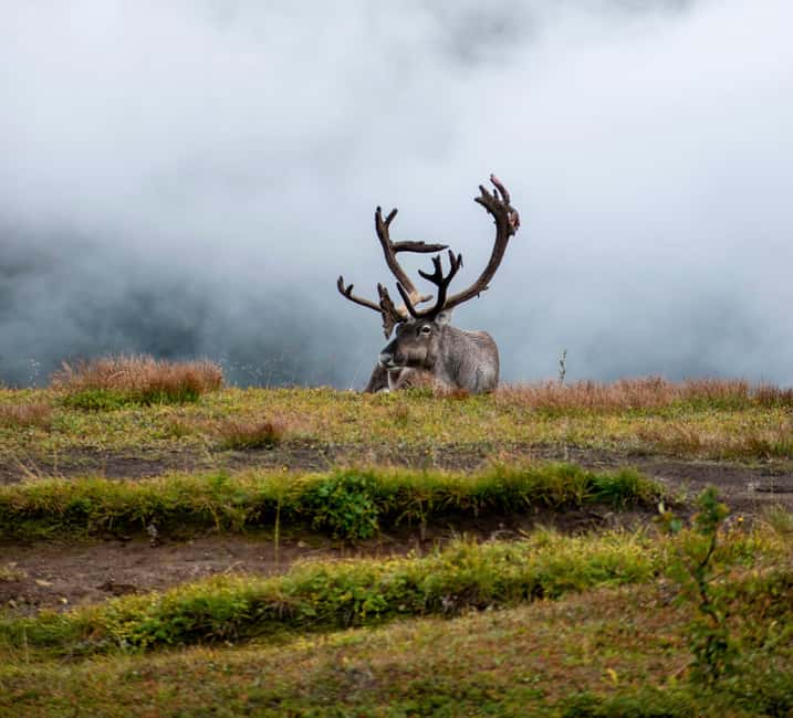 Tromsø: Fjords & Sommarøy Tour with Warm Local Lunch Option - Nordfjordbotn: another viewpoint plus a second chance at spotting