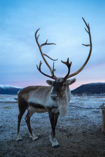 Tromsø: Fjords & Sommarøy Tour with Warm Local Lunch Option - Price and value: what you really get for $73