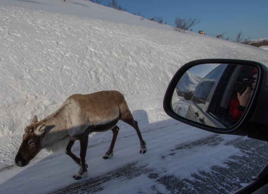 Tromsø: Fjords Tour - Key things I’d plan around