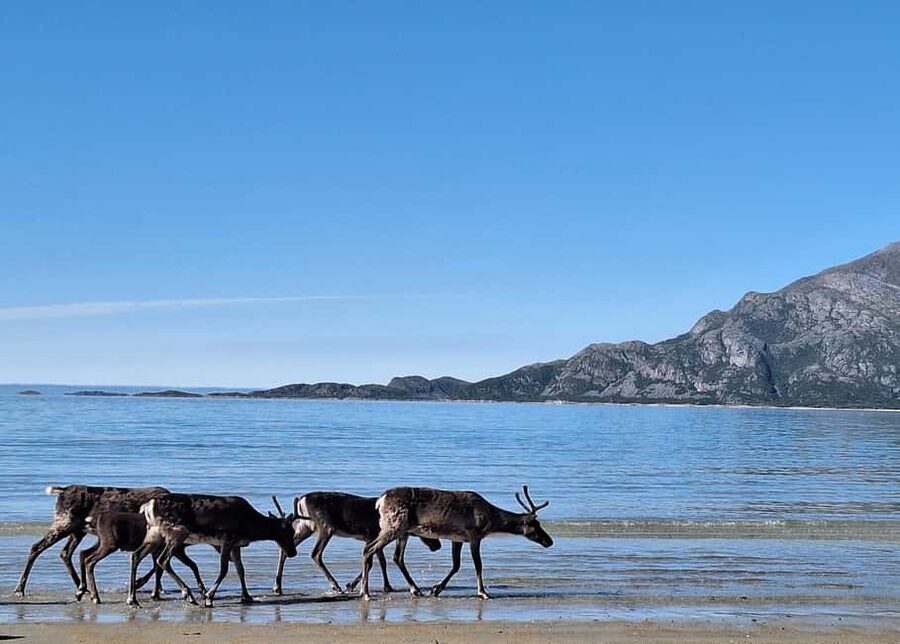 Tromsø: Guided Arctic Nature & Fjord Small Group Tour - Sommarøy: the Arctic Caribbean break you will remember