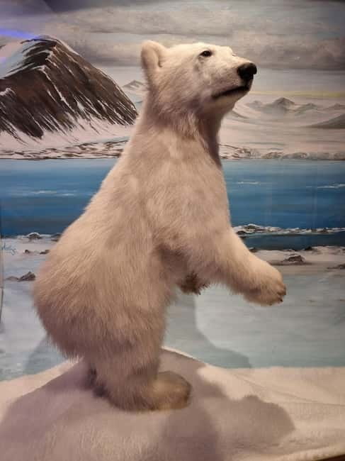 Tromsø: Guided Polar Bear Walk incl. Polaria & Polar Museum - Polaria: The Changing Arctic, plus a close-up seal encounter