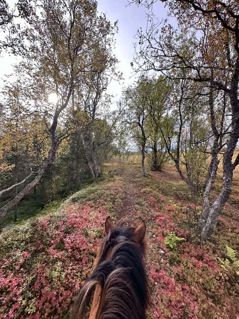 Tromsø: Horseback Riding Tour - Wildlife and season: why winter can change what you get to ride