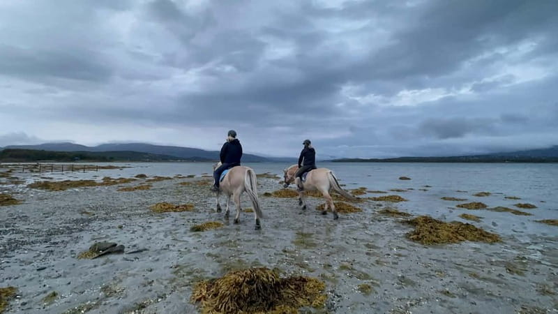 Tromsø: Horseback Riding Tour - Price and value: what $262 buys you in the real world