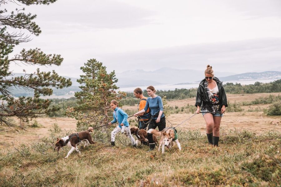 Tromsø: Husky Hike and Puppy Visit with Traditional Lunch - Fjords and mountains: seeing North Norway from the ground level