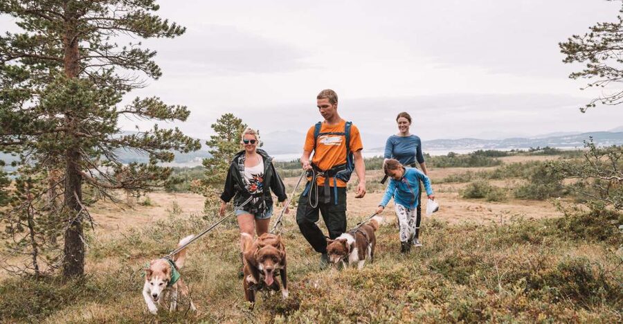 Tromsø: Husky Hike and Puppy Visit with Traditional Lunch - The husky hike: harnesses, pulling power, and how to handle the pace