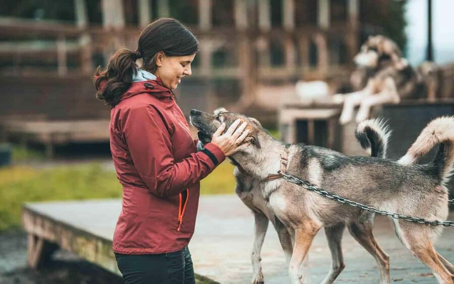 Tromsø: Husky Meet and Greet with Homemade Chocolate Cake - Price and Value: What You Get for About $103