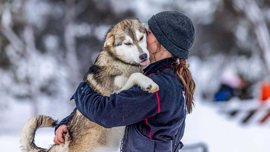 Tromsø: Husky Meet and Greet with Homemade Chocolate Cake - The Dog-Yard Tour, Puppy Enclosure, and What Actually Happens