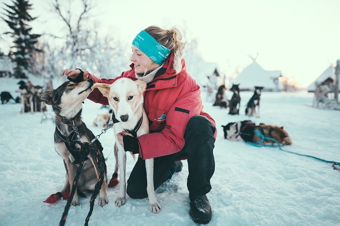 Tromso Husky Self-Drive Sledding with Cake and Drink in Lavvu - Key Highlights You Will Feel Immediately