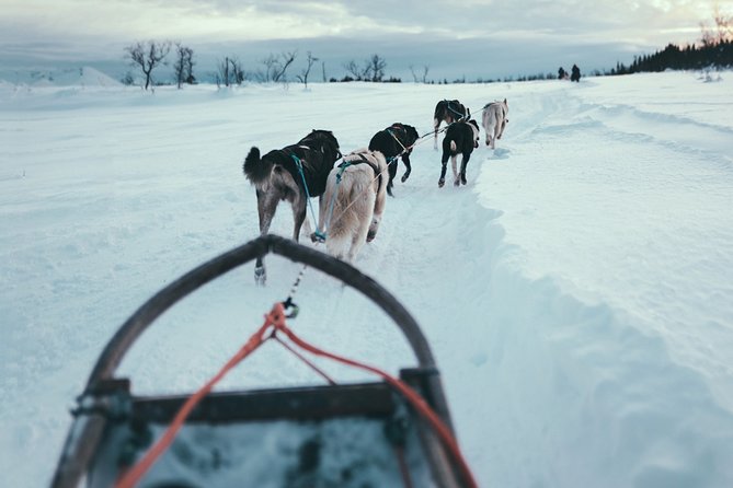 Tromso Husky Self-Drive Sledding with Cake and Drink in Lavvu - Self-Drive Mushing in Tromsø: What It Actually Feels Like