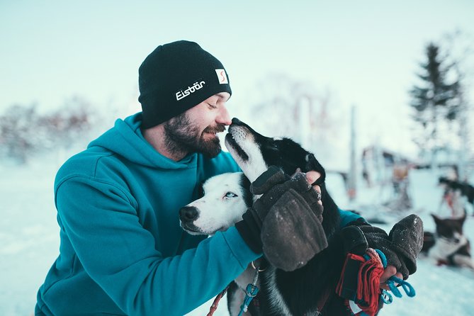 Tromso Husky Self-Drive Sledding with Cake and Drink in Lavvu - Training Session and How Pair-Driving Works