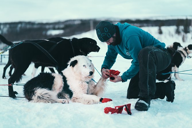 Tromso Husky Self-Drive Sledding with Cake and Drink in Lavvu - Back at the Kennel and the Lavvu Finish: Cake, Hot Drink, and Dog Q&A