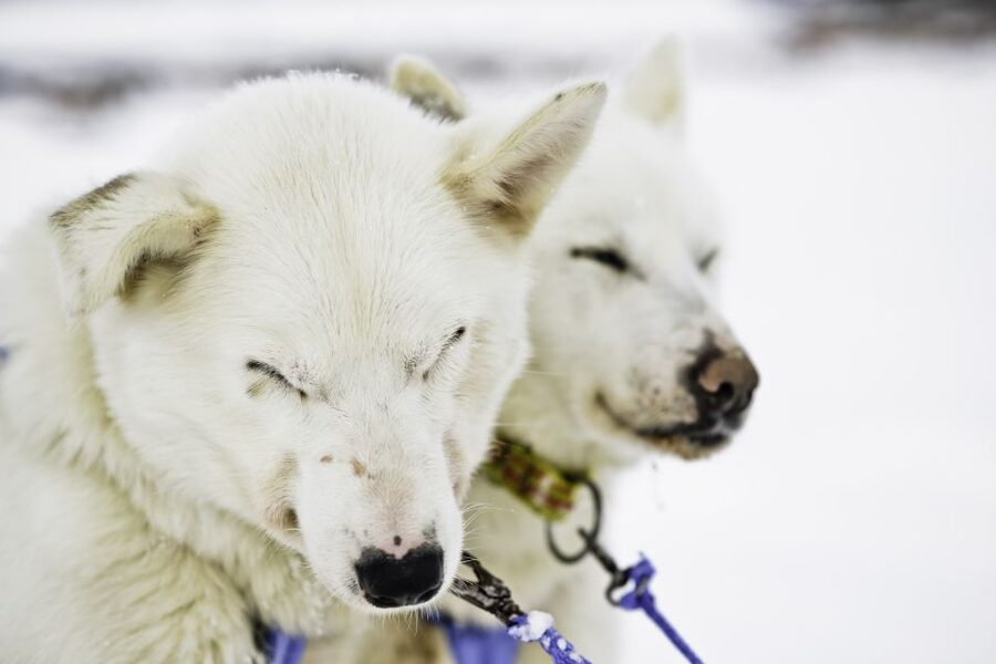 Tromsø: Husky Sled Self-Drive with Traditional Lunch - Key highlights you will feel fast