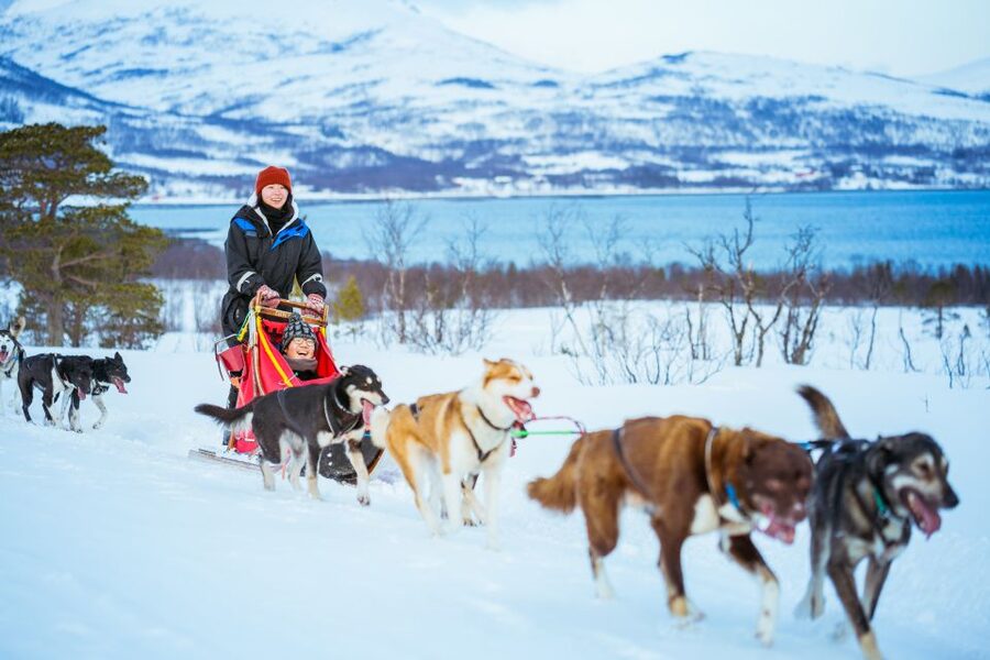 Tromsø: Husky Sled Self-Drive with Traditional Lunch - Price and value: what $282 buys you in real terms