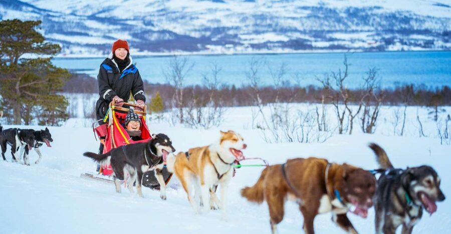 Tromsø: Husky Sled Self-Drive with Traditional Lunch - Arrive at Radisson Blu, then get suited up
