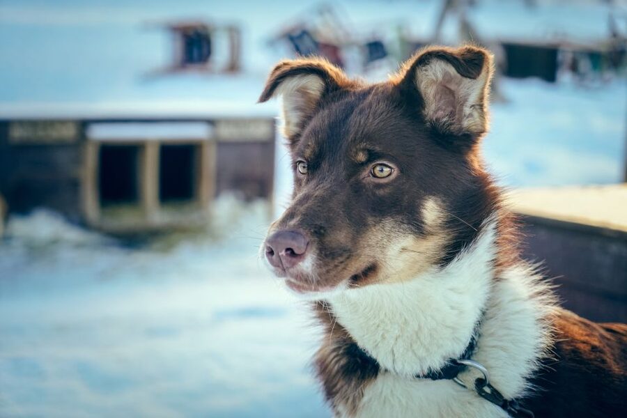 Tromsø: Husky Sled Self-Drive with Traditional Lunch - What you’ll notice out on the trail: speed, teamwork, views