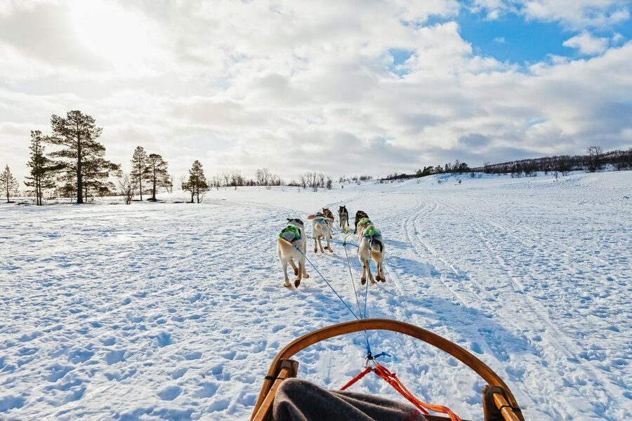 Tromsø: Husky Sled Self-Drive with Traditional Lunch - Clothes, balance, and the fitness reality check