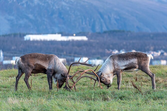 Tromsø: Kvaløya & Sommarøy Guided Fjord Tour with Lunch - Stop At Sommarøy: Hikes, Viewpoints, And Wildlife Odds