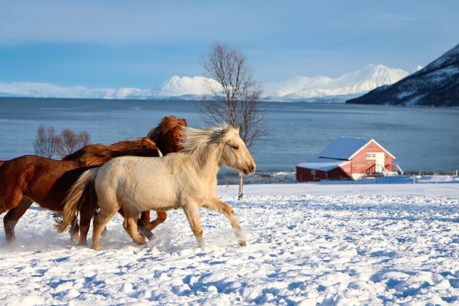 Tromsø: Lyngen Horse Stud Farm Visit - Key highlights you will actually feel