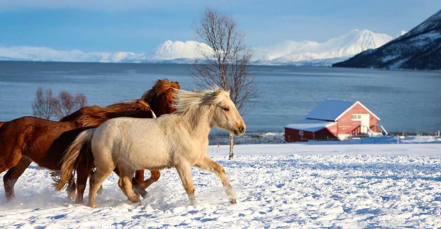 Tromsø: Lyngen Horse Stud Farm Visit - Tromsø Lyngshest, Ullstindvegen, and how to not waste time