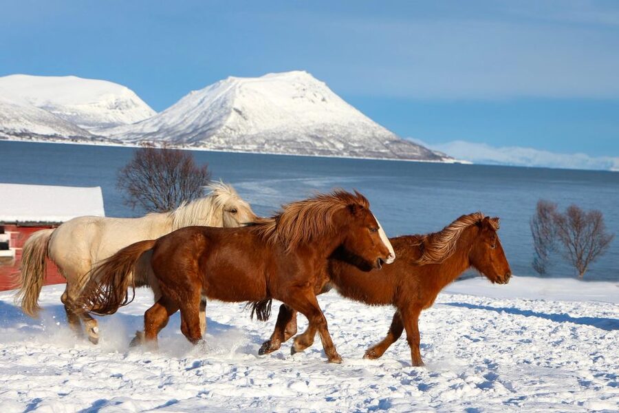 Tromsø: Lyngen Horse Stud Farm Visit - Learning the Lyngshorse story, including why WWII mattered