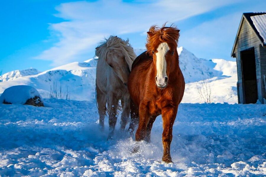 Tromsø: Lyngen Horse Stud Farm Visit - Riding experience, only if conditions allow (and why that’s a good thing)
