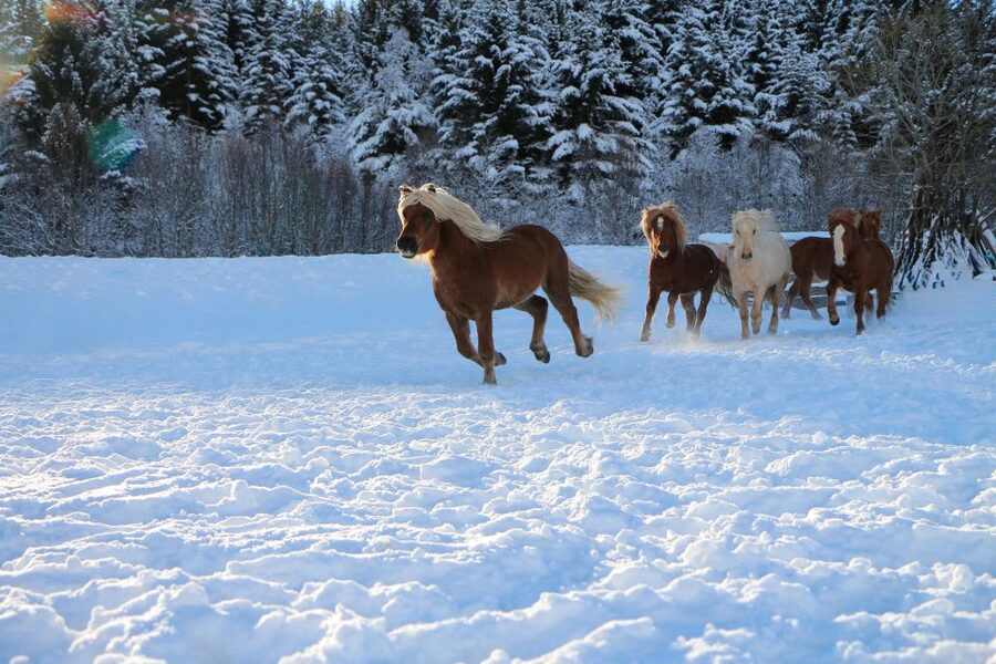 Tromsø: Lyngen Horse Stud Farm Visit - Price and value: what $188 buys you in the real world